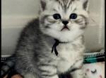 Reese - Brazilian Shorthair Kitten For Sale - 