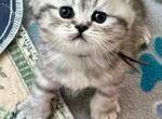 Malcolm - British Shorthair Kitten For Sale - 