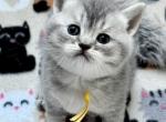Dewey - British Shorthair Kitten For Sale - OR&comma; US