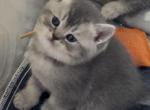 Dewey - British Shorthair Kitten For Sale - 