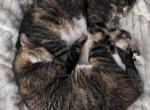 peony and mocha - Domestic Cat For Adoption - Lewisville&comma; TX&comma; US