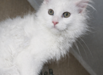 XXL LINE Maine Coon Female Green Eyed White Rare - Maine Coon Kitten For Sale - 