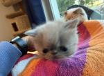 Exotic lilac boy - Exotic Kitten For Sale - 