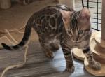 Red Girl - Bengal Kitten For Sale - 