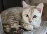 Green Boy - Bengal Kitten For Sale - 