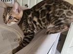 White Boy - Bengal Kitten For Sale - GA&comma; US