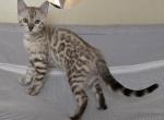 Pink Girl - Bengal Kitten For Sale - 