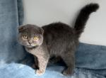 Scottish Fold Blue Female - Scottish Fold Kitten For Sale - Orlando&comma; FL&comma; US