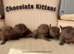 Chocolate Kitten Litter - British Shorthair Kitten For Sale - 