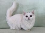 Munchkin White Male - Munchkin Kitten For Sale - 