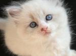 Ragdoll babies - Ragdoll Kitten For Sale - Delray Beach&comma; FL&comma; US