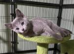 Wicked - Russian Blue Kitten For Sale - Brookline&comma; MA&comma; US