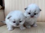 Scottish Fold Color Point Male - Scottish Fold Kitten For Sale - Orlando&comma; FL&comma; US