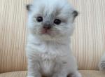 Scottish Fold Color Point Male - Scottish Fold Kitten For Sale - Orlando&comma; FL&comma; US