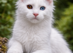 Odd Eyed Rare Maine Coon  Female - Maine Coon Kitten For Sale - 