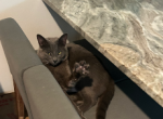 Dave - Russian Blue Cat For Sale - Tallahassee&comma; FL&comma; US