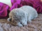 Blue girl - Russian Blue Kitten For Sale - 