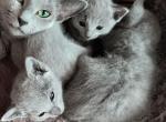 Blue boy - Russian Blue Kitten For Sale - Bridgewater Township&comma; NJ&comma; US