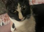 Oracle - Domestic Cat For Adoption - Wellborn&comma; FL&comma; US