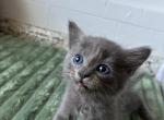 Little foot - Russian Blue Kitten For Sale - 