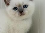 Vanila - British Shorthair Kitten For Sale - 