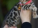 panthera - Bengal Kitten For Sale - Las Vegas&comma; NV&comma; US