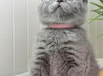 Linda - British Shorthair Kitten For Sale - Brooklyn&comma; NY&comma; US
