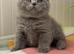 Zara - British Shorthair Kitten For Sale - Brooklyn&comma; NY&comma; US