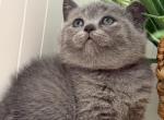 Zara - British Shorthair Kitten For Sale - Brooklyn&comma; NY&comma; US