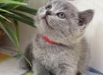 Lola - British Shorthair Kitten For Sale - Brooklyn&comma; NY&comma; US