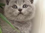 Olivia - British Shorthair Kitten For Sale - 