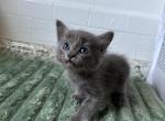Tiny foot - Russian Blue Kitten For Sale - West Covina&comma; CA&comma; US