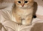 Boris - Scottish Fold Kitten For Sale - W Springfield&comma; MA&comma; US