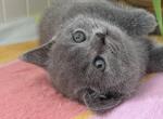 Lion - British Shorthair Kitten For Sale - Brooklyn&comma; NY&comma; US