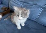Rosie - Ragdoll Kitten For Sale - Chattanooga&comma; TN&comma; US