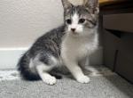 Girl kittens domestic - Domestic Kitten For Adoption - 