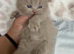 Fawn Scottish Kitten - Scottish Straight Kitten For Sale - Tacoma&comma; WA&comma; US