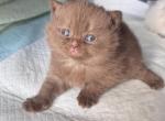 Chocolate Scottish kitten male - Scottish Straight Kitten For Sale - Tacoma&comma; WA&comma; US