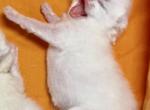Flkitten1 3 white - British Shorthair Kitten For Sale - 