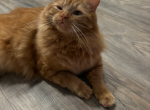 Snookie - Domestic Cat For Adoption - Houston&comma; TX&comma; US