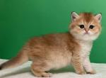 Litter C - Scottish Fold Kitten For Sale - Cathlamet&comma; WA&comma; US