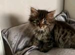 Wrangler - Maine Coon Kitten For Sale - Monroe&comma; OH&comma; US