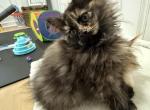 Susie sue - Maine Coon Kitten For Sale - Monroe&comma; OH&comma; US