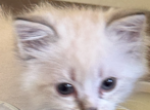 Annie and Alex Munchkin - Munchkin Kitten For Sale - Roanoke&comma; VA&comma; US