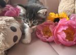 Marbles - Domestic Kitten For Sale - Westfield&comma; MA&comma; US