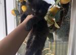 NORI - Domestic Kitten For Sale - 