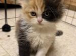 Lucy - Persian Kitten For Sale - Westland&comma; MI&comma; US