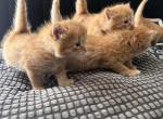BUTTERCUP - Domestic Kitten For Sale - 