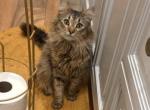 Cats and kittens - Domestic Kitten For Sale - Jamaica&comma; NY&comma; US