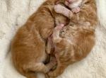 Caribbean Coons of Sarasota - Maine Coon Kitten For Sale - Sarasota&comma; FL&comma; US